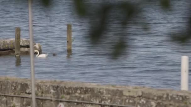 Swan swimming at the pier — стоковое видео