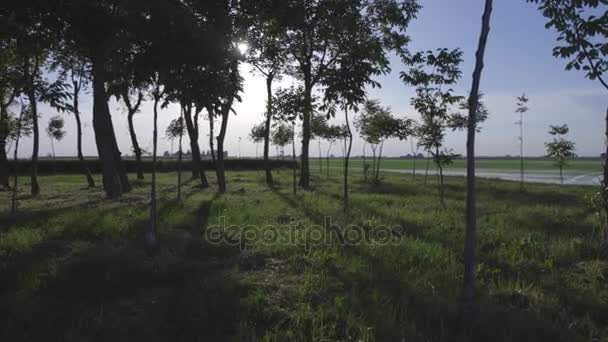 Vista da paisagem das árvores ao pôr do sol — Vídeo de Stock