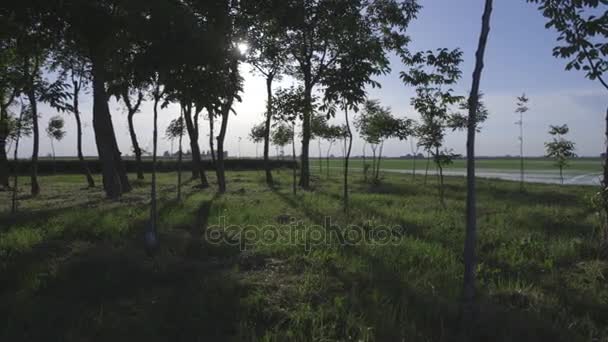 Vue paysage des arbres au coucher du soleil 