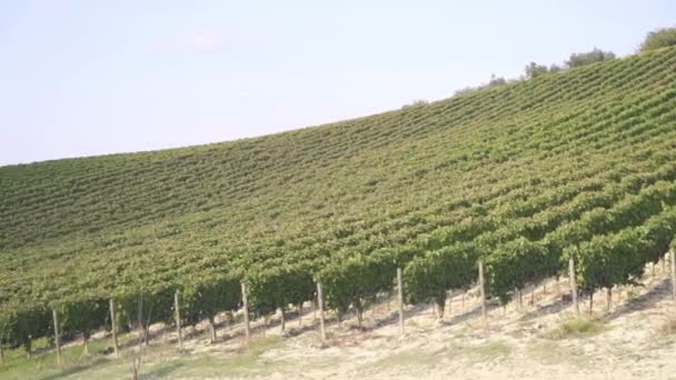 Rangées de plantation de raisins 