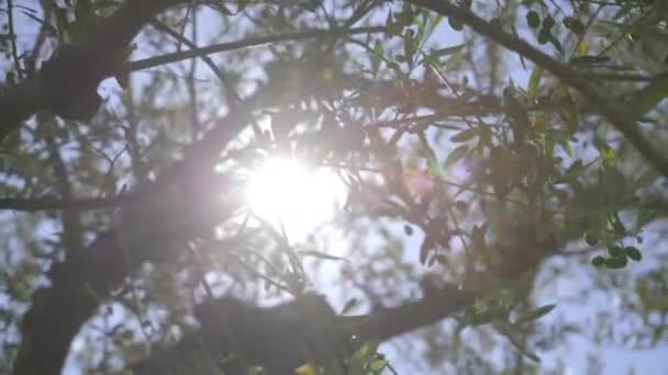 Wiązki światła słońca za pośrednictwem oddziałów — Wideo stockowe