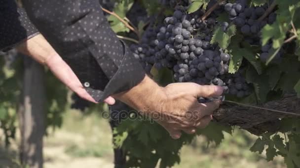 Persona Desgarra hojas alrededor de las uvas — Vídeo de stock