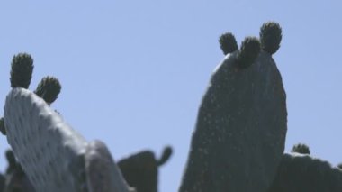 Güneş aydınlatma kaktüs karşı