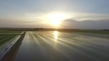 Pirinç tarlaları Po Nehri