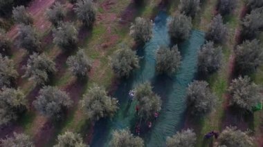 Hasat sırasında ağaçları ile ekili arazi