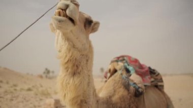 Dromedary çölde dinlenme