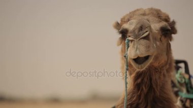 Dromedary çölde dinlenme