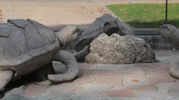 Gammal sköldpadda statyer — Stockvideo