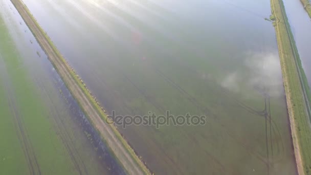 Campos de arroz en el río Po — Vídeos de Stock