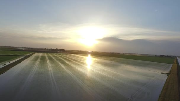 Campos de arroz en el río Po — Vídeos de Stock