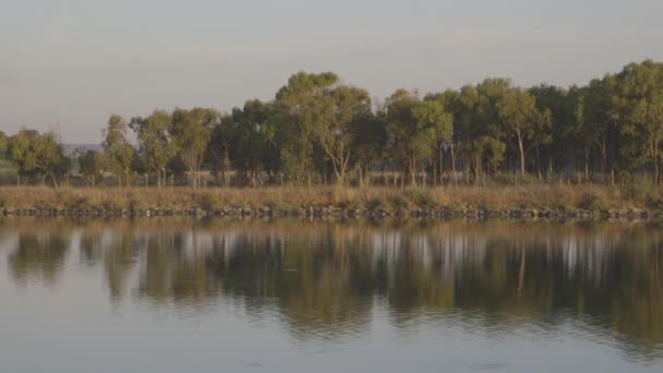 Lago y árboles verdes — Vídeos de Stock