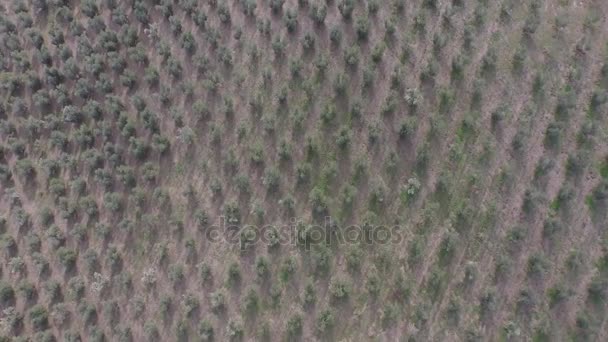 Terres cultivées avec arbres pendant la récolte — Video