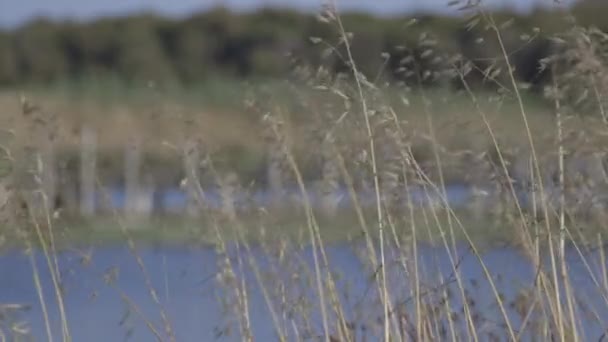 Sušená tráva poblíž jezera s mostem — Stock video