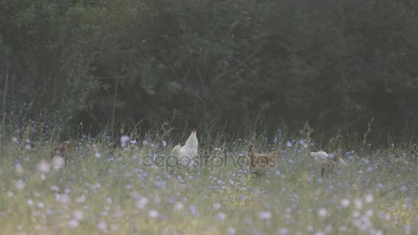 Pollo comiendo hierba — Vídeos de Stock