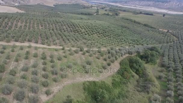 Terras cultivadas com árvores durante a colheita — Vídeo de Stock