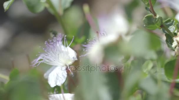 fleurs d'été rustiques 