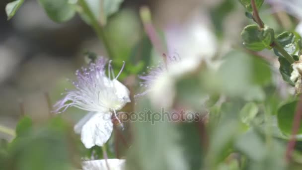 Rustikale Sommerblumen — Stockvideo