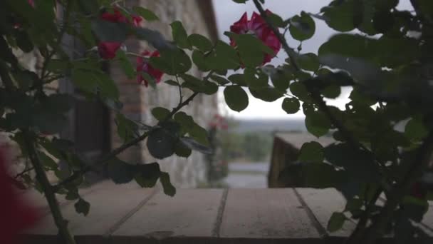 Rosas vermelhas florescendo no jardim — Vídeo de Stock