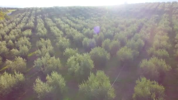 Tierras cultivadas con árboles durante la cosecha — Vídeos de Stock