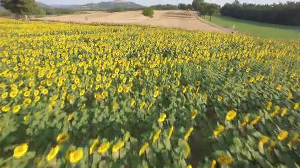 Groeiende zonnebloemen in het veld — Stockvideo