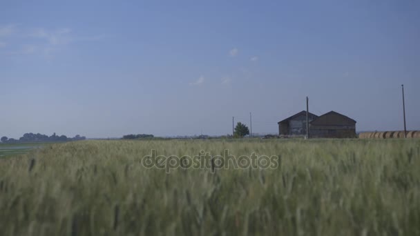 Spighe di grano nel campo — Video Stock