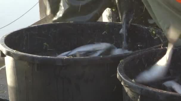 Peces de agua dulce en piscifactoría — Vídeos de Stock