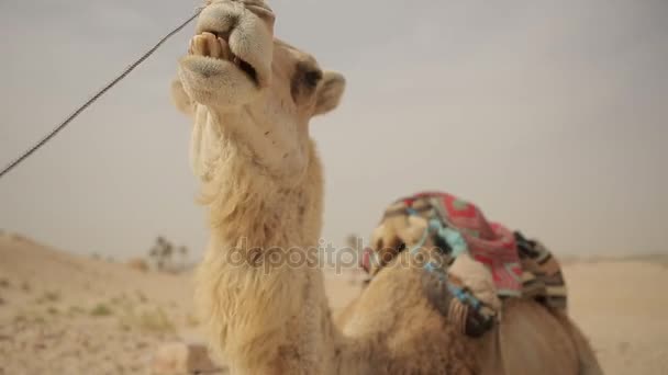 骆驼在沙漠中休息 — 图库视频影像