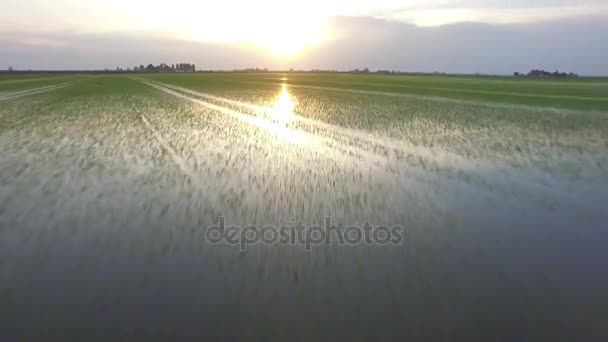 Reisfelder im Fluss po — Stockvideo
