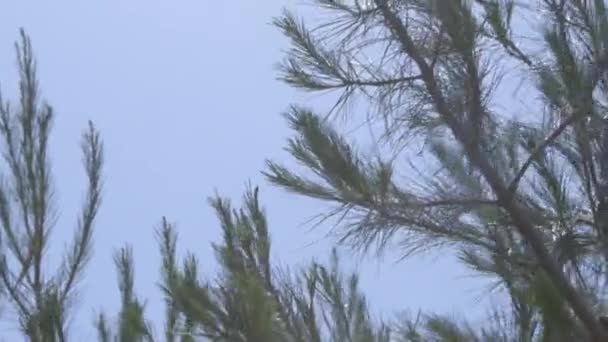 Соснові дерева тремтять у вітрі — стокове відео