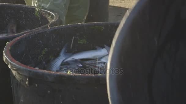 Sötvattensfisk på fiskodling — Stockvideo