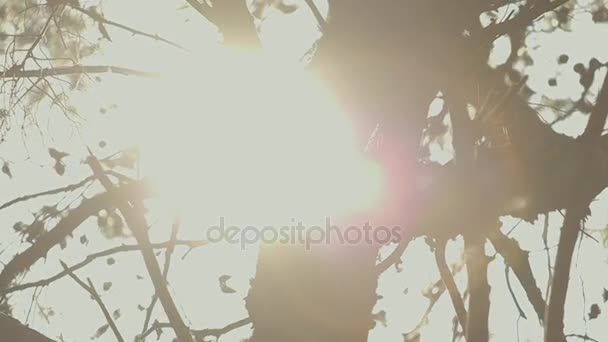 Sol brilhando através de ramos — Vídeo de Stock