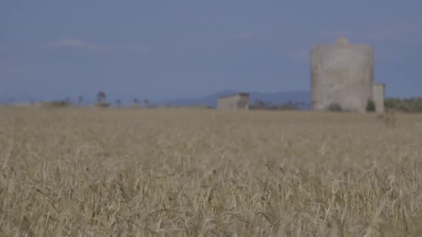 Колосья пшеницы в поле — стоковое видео