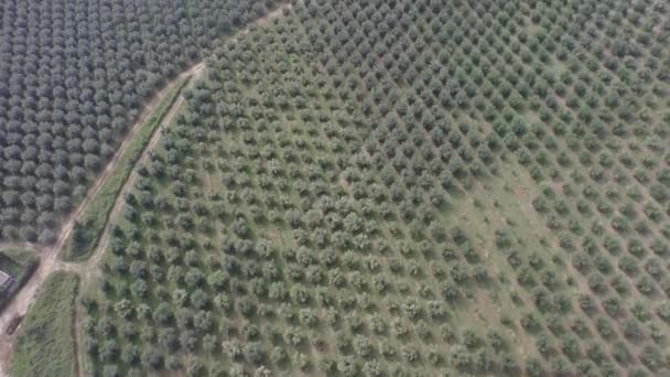 Terras cultivadas com árvores durante a colheita — Vídeo de Stock