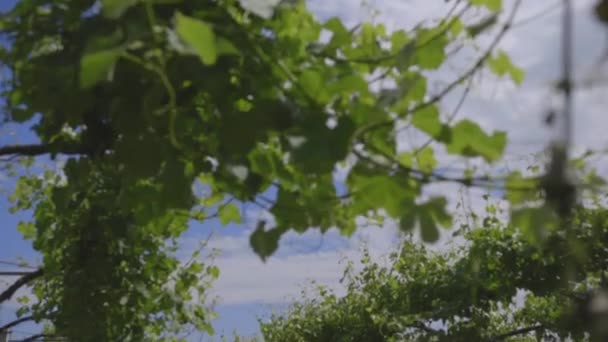 Rows of grape plantation — Stock Video