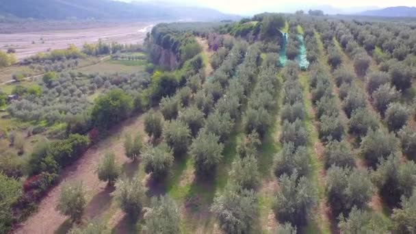 Культивированные земли с деревьями во время сбора урожая — стоковое видео