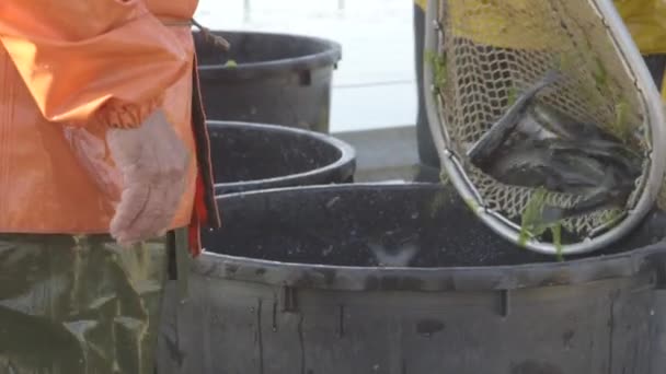 Peces de agua dulce en piscifactoría — Vídeo de stock