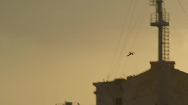 Чайка летит в небе — стоковое видео