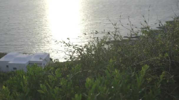 Plantas verdes en la costa al atardecer — Vídeos de Stock