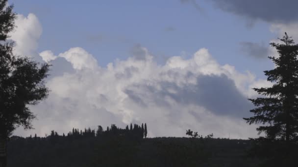 Arbres de printemps et ciel bleu — Video