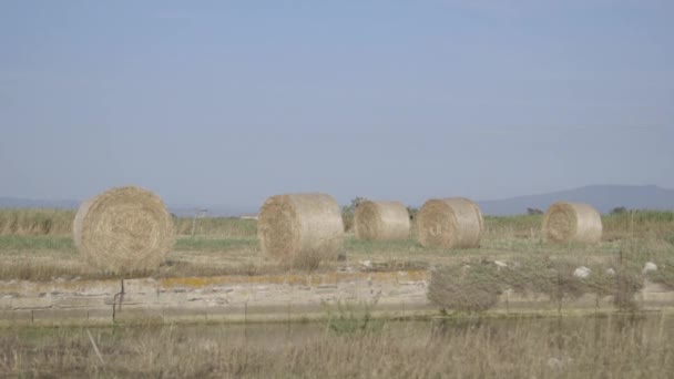 Пшеничне поле під час збору врожаю — стокове відео