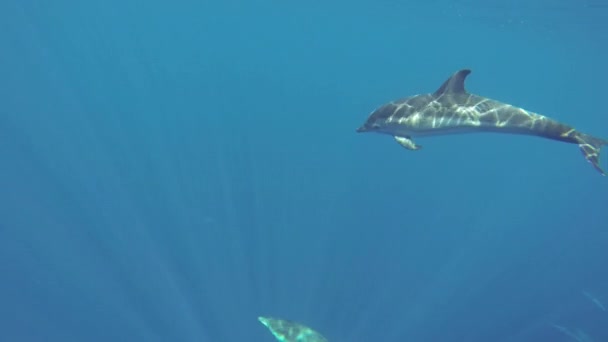 Delfines nadando en el agua — Vídeo de stock