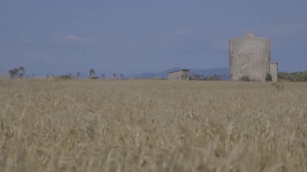 Pšeničné uši na poli — Stock video