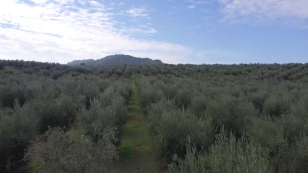 Tierras cultivadas con árboles durante la cosecha — Vídeos de Stock