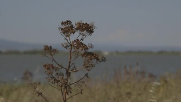 Flores secas perto do lago — Vídeo de Stock