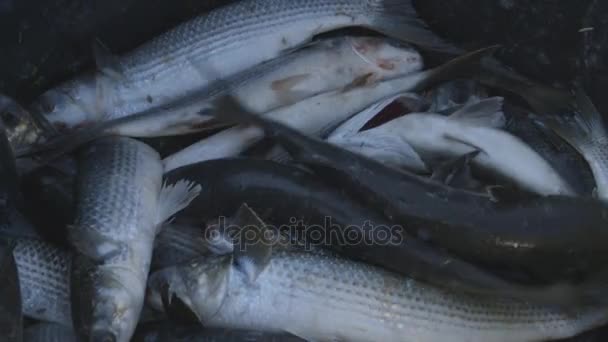 Peixes de água doce na piscicultura — Vídeo de Stock