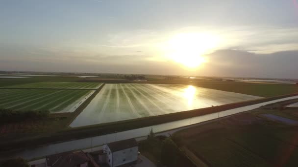 Reisfelder im Fluss po — Stockvideo
