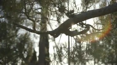 Güneş aydınlatma köknar ağacı dalları ile görünümünü kapat 