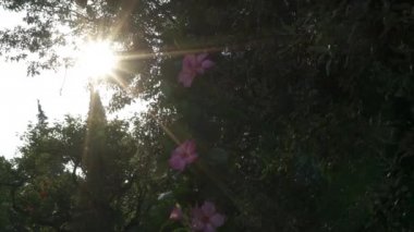 Güneş ışık ışınları yoluyla ağaç yaprakları