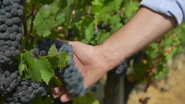 Kemâl üzüm İtalya bir çiftlikte kontrol yakın çekim