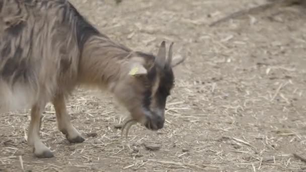 Cabra Pequeña Con Cuernos Comiendo Paja Del Suelo — Vídeo de stock